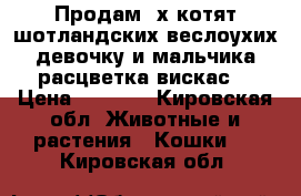 Продам 2х котят шотландских веслоухих.девочку и мальчика.расцветка вискас. › Цена ­ 2 500 - Кировская обл. Животные и растения » Кошки   . Кировская обл.